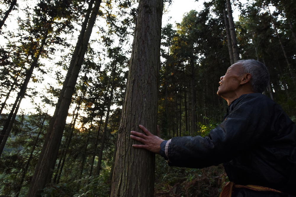 一种35年,这位侗族老人成了森林守护者