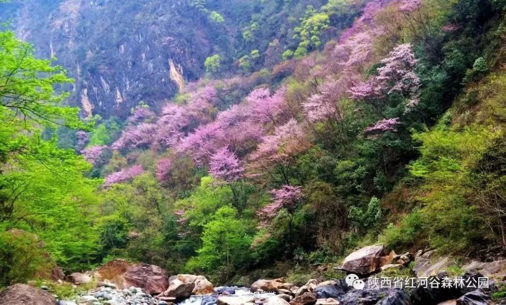 美!宝鸡这29处赏花,洗肺,踏青胜地来了