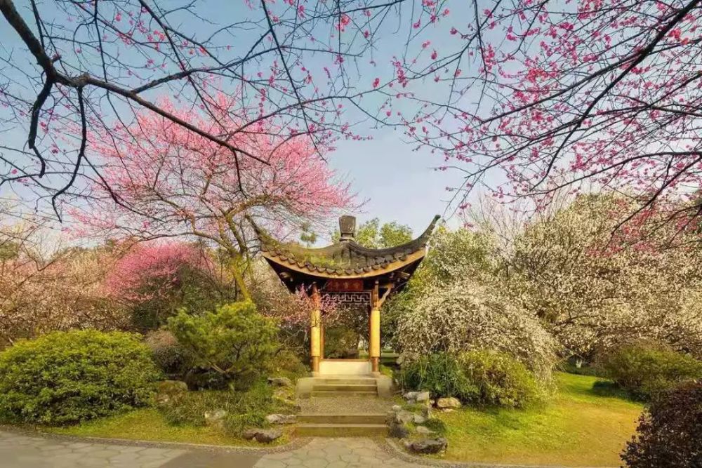 眼下,西湖春天里有哪一景霸屏?