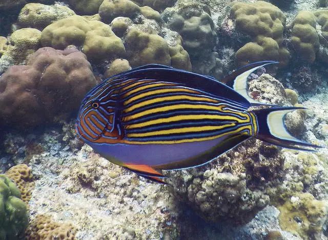 世界上最美的"水族馆",超过1500种鱼类,免签直飞,单机票2000