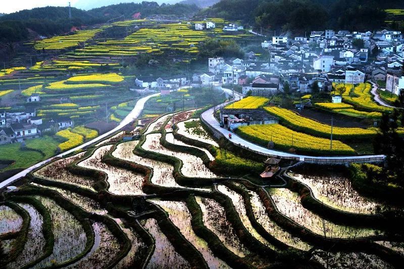 油菜花,绩溪县,梯田,家朋乡,古村落