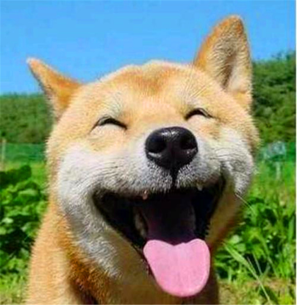 秋田犬为什么少人养?看完你就知道了