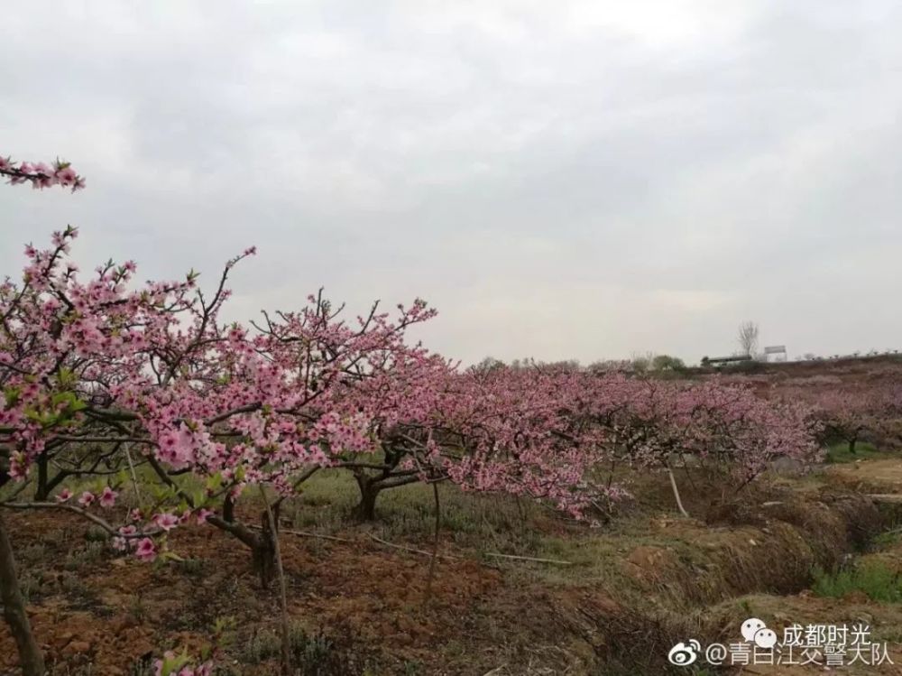 成都市的桃花岛 3000亩桃花盛开!