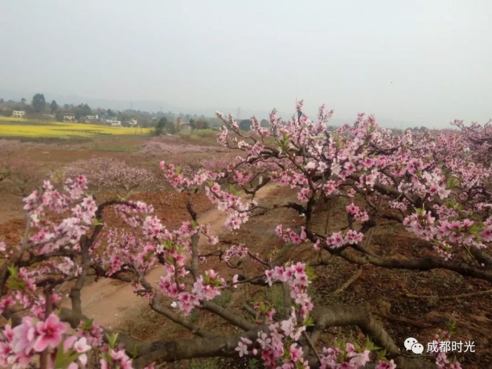 成都市的桃花岛 3000亩桃花盛开!