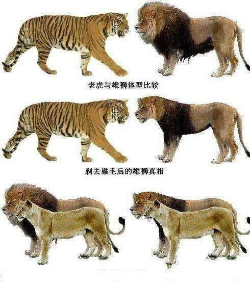 为什么雄狮会打不过老虎?狮子没了鬓毛就知道,不是一个级别的