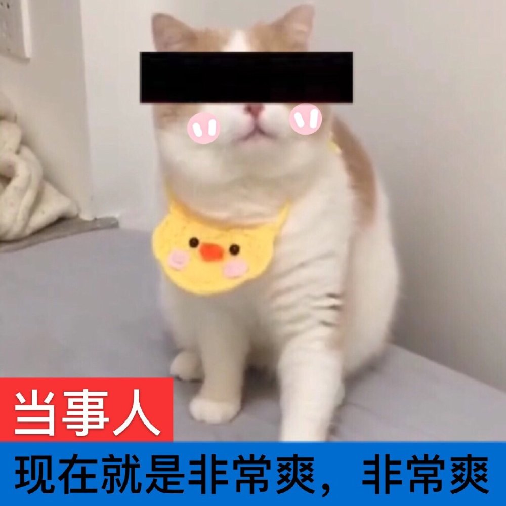 表情包,可爱猫咪:你不喜欢我,这是病,得治