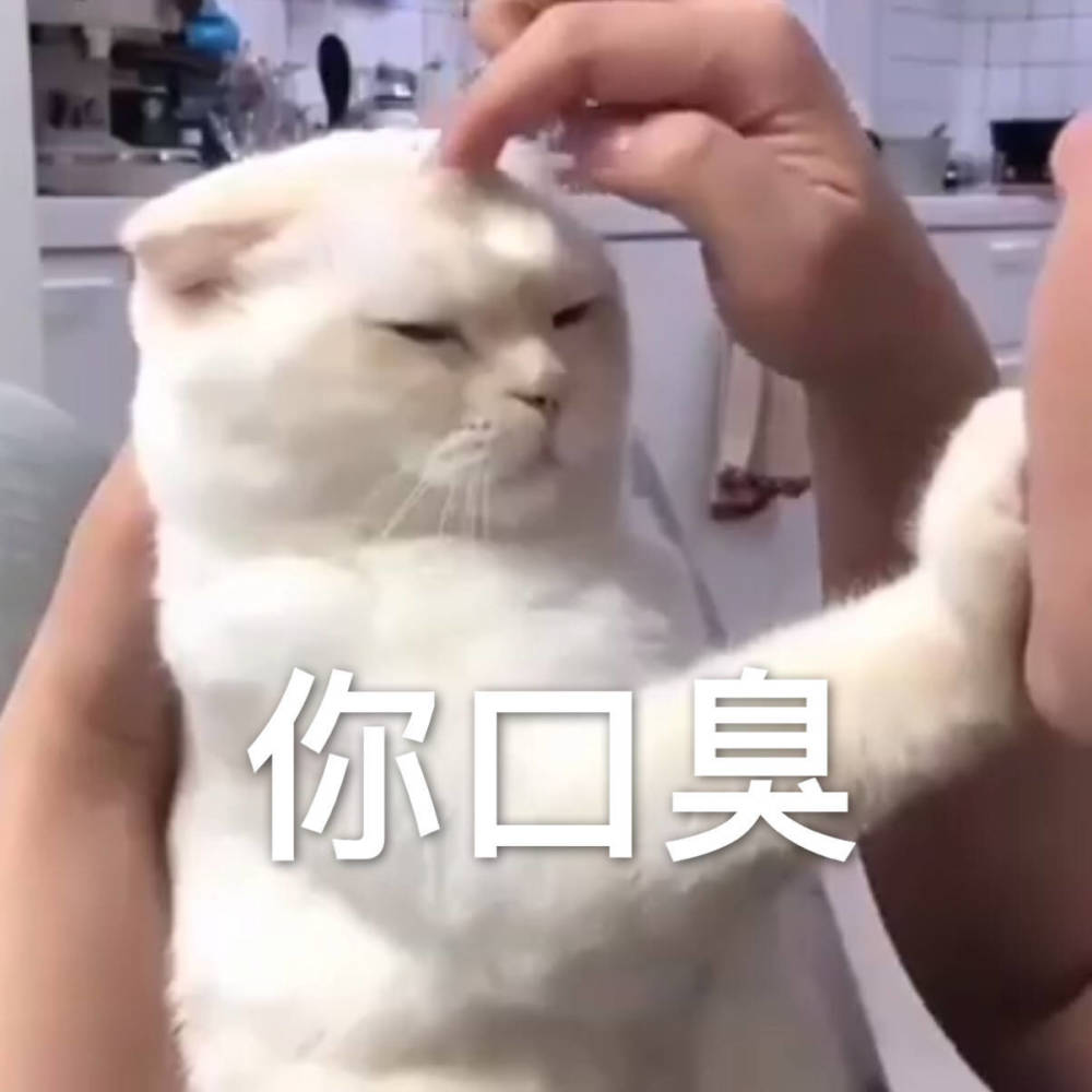 表情包,可爱猫咪:你不喜欢我,这是病,得治