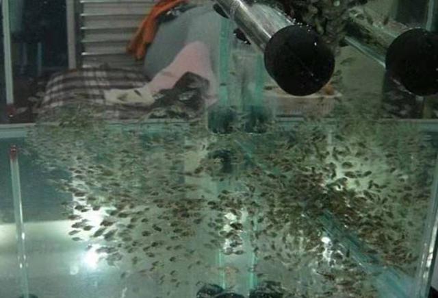 我怎么感觉越是嘴贱的观赏鱼,越容易繁殖爆缸呢?