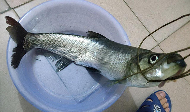 请教钓鱼人，路亚翘嘴鱼时，PE线的前导用碳线好还是尼龙线好？-天天快报