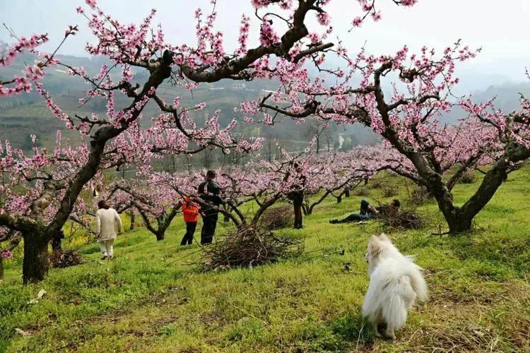 鄠邑区首届桃花节活动开始了!