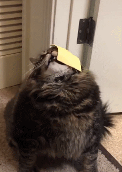 当喵星人碰上芝士,整只猫就被封印了!铲屎官:芝士就是