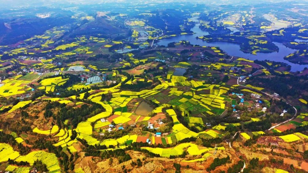 花开四川|瞰简阳云龙镇最美山地油菜花