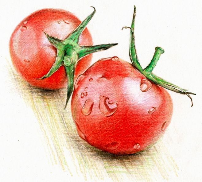 今日分享 彩铅画 西红柿
