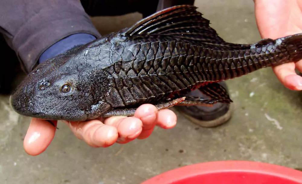 养在水族箱中可以清理鱼缸净化水质 但是却不知道清道夫还吃鱼卵,小鱼