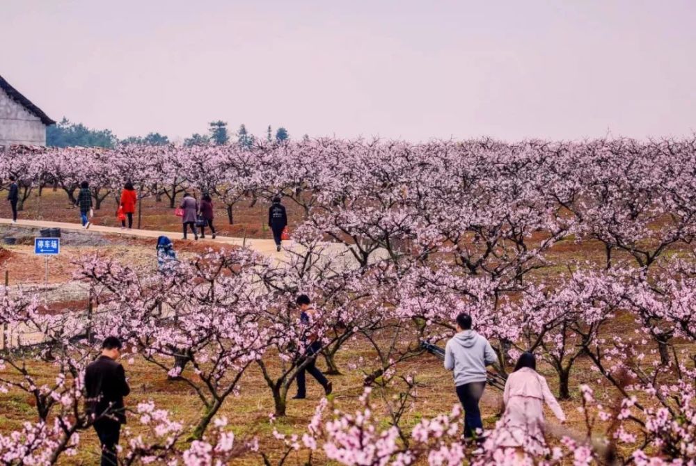 桃花谷 景区地址:丰城铁路镇陂上村 游玩时间:3-5月份花季