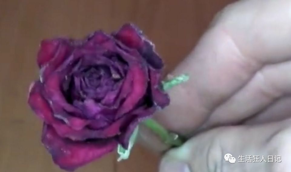 玫瑰花即将枯萎,有什么办法可以保存吗?老外想了个点子,还不错