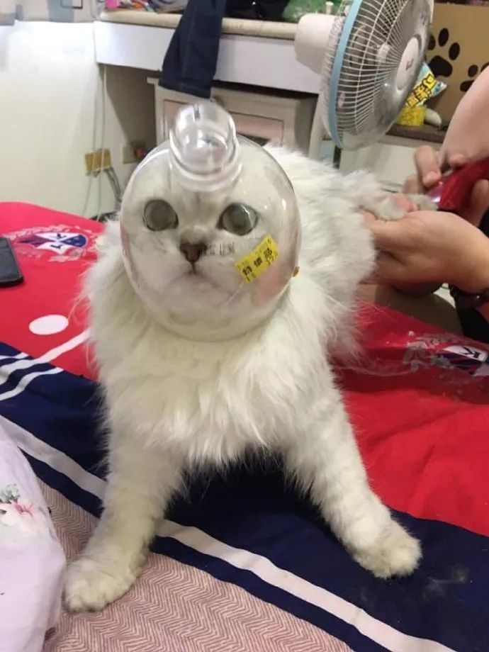 搞笑图片:麻麻想了个办法罩住猫咪的小脑袋后,猫咪都惊呆了