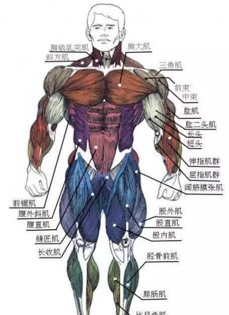 人体肌肉图解,全身各部位共50个肌肉训练动作,你知道几个?
