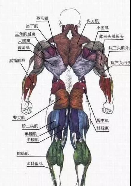 人体肌肉图解,全身各部位共50个肌肉训练动作,你知道几个?