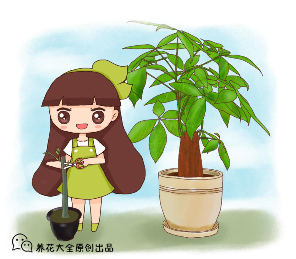 发财树春天一刀咔嚓,这样修剪,新芽嫩叶呼呼长
