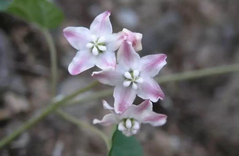 爱藤子花,不如我们一起吃了它