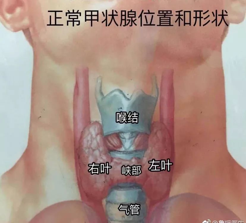 甲状腺的形态,位置和解剖结构