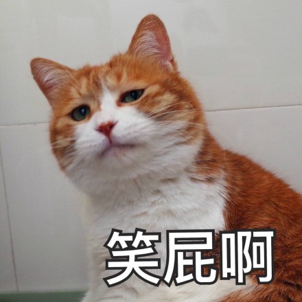 表情包:我今天把话摆这了,我大橘要"拥橘自重",哼哼