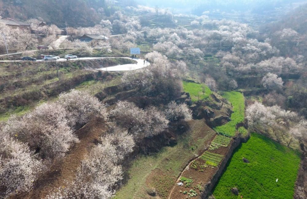 十堰,樱花,陈家山,樱桃沟,汉江,长廊