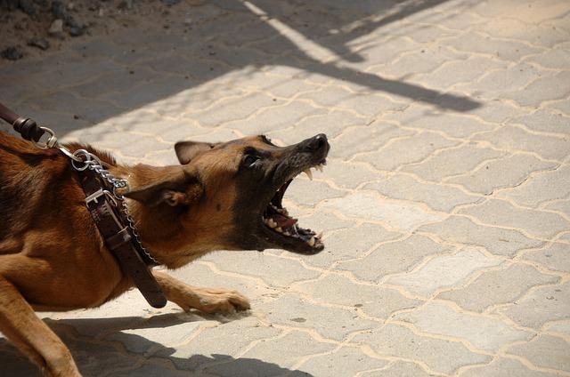 狗狗恐惧攻击咬人,大部分都是自卫,因为真的太害怕了