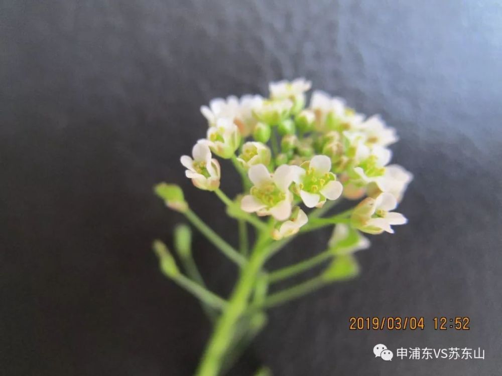何以解馋 唯有春风荠菜香 看点快报