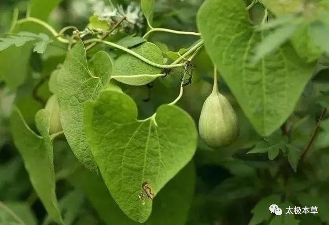 寻骨风,见过吗,浸酒祛风湿,通络,治骨节痛,胃痛,牙痛