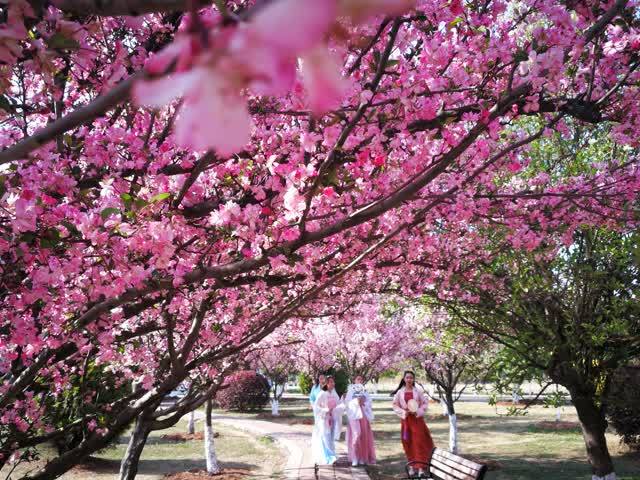 当下,曲靖师范学院花开成海,樱花正盛,一树树海棠花开正好,美女树下