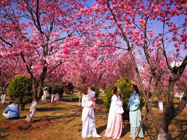 曲靖师范学院会堂和图书馆旁,一大片樱花和海棠,樱花大朵大朵红艳艳