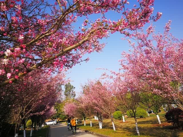 曲靖师范学院会堂和图书馆旁,一大片樱花和海棠,樱花大朵大朵红艳艳