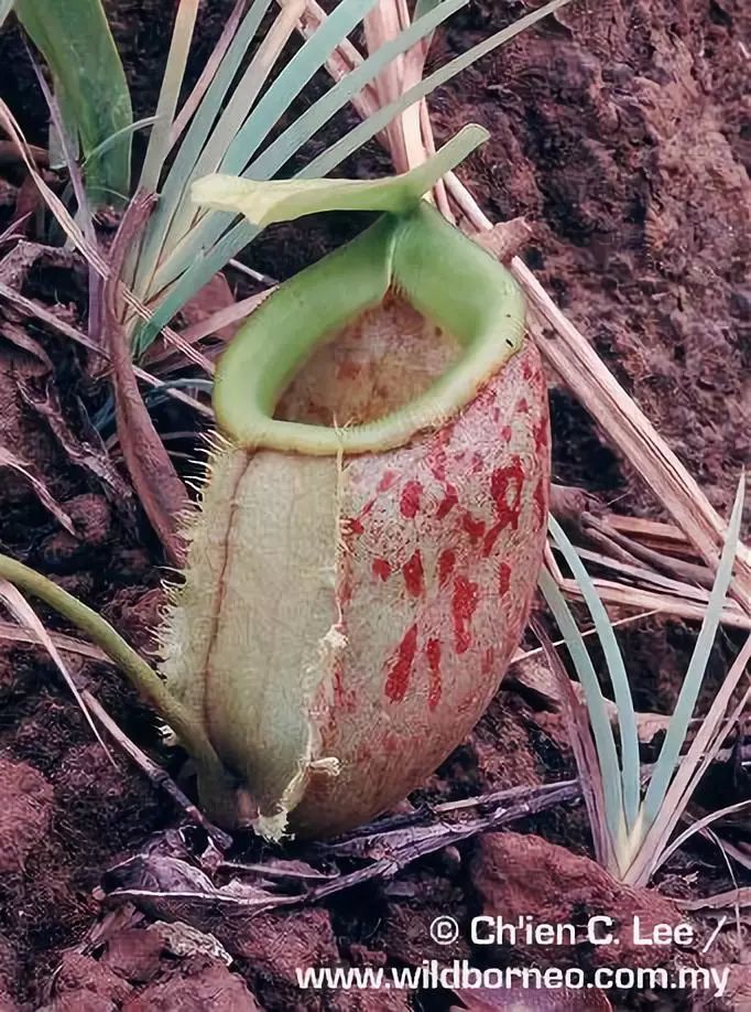 nepenthes bellii 贝里猪笼草 是一种原产于菲律宾棉兰老岛(mindanao