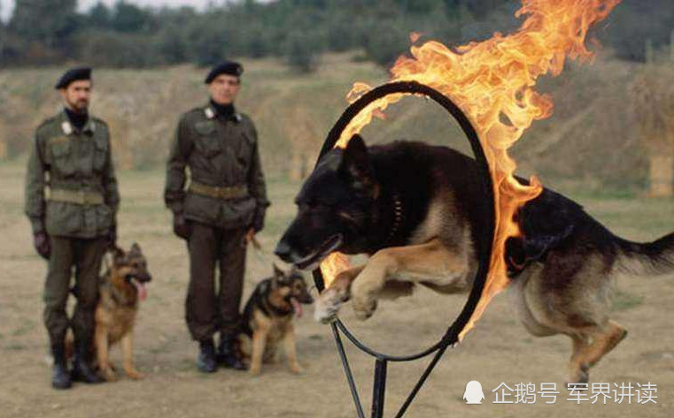 退役后的军犬怎么办?德国:自生自灭,英国:安乐死,中国