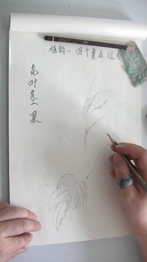 植物绘画速写