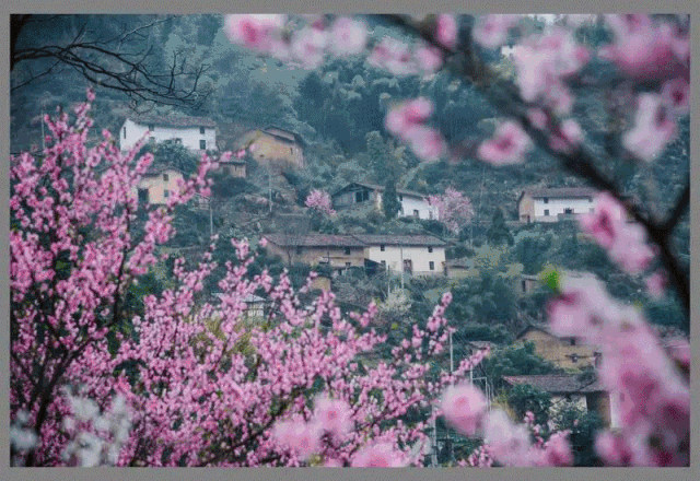 桃花  