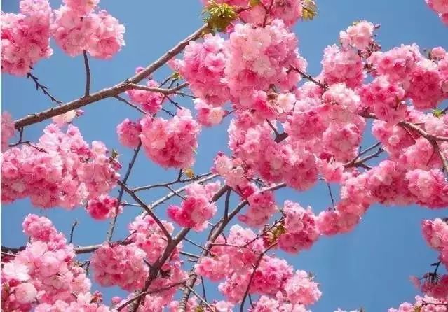 西安樱花全线绽放!跟抖音小达人到"最美樱花大道"走一