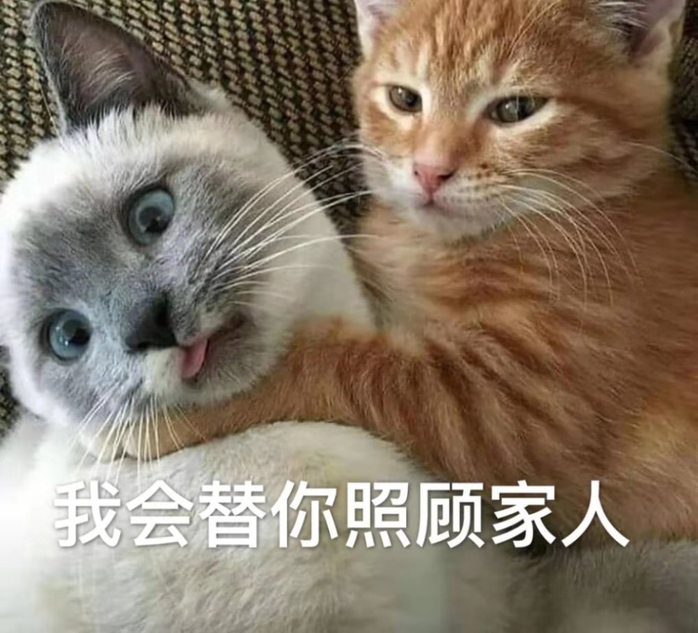 最近火了沙雕猫咪表情包,沙雕网友收图吧