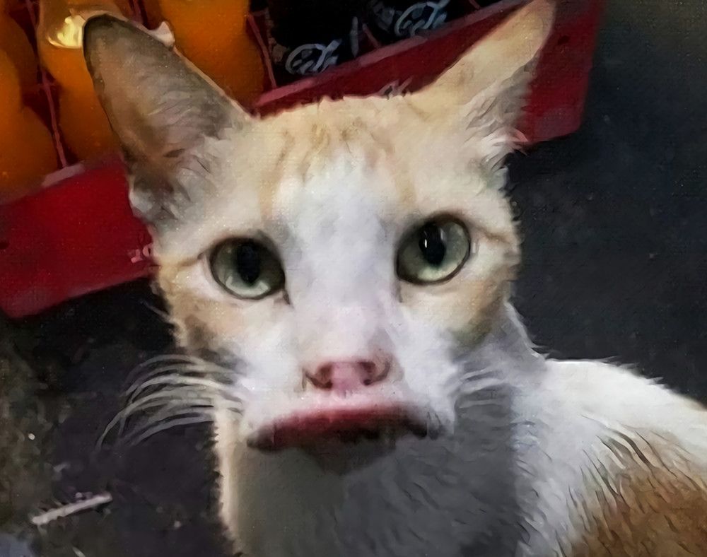 蜜蜂,香肠嘴,橘猫,猫,宠物