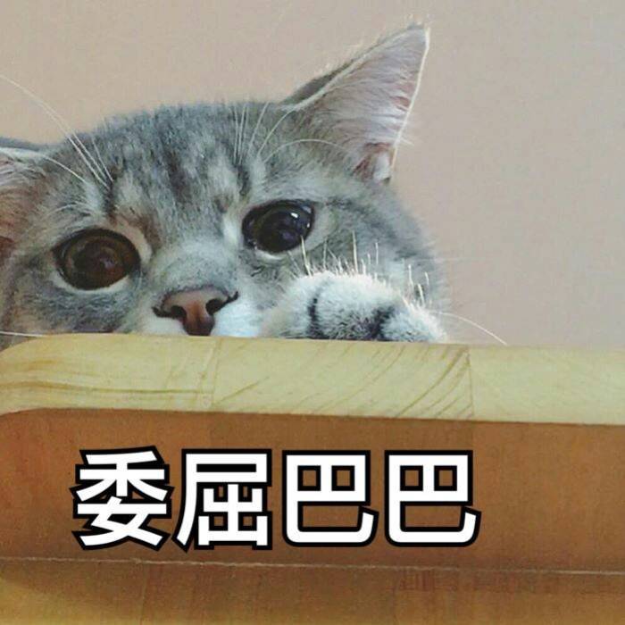 猫咪委屈