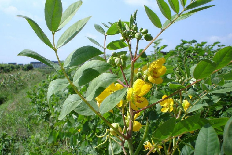 这植物蛇见了就跑,农村人称"蛇灭门",有大用处见着得