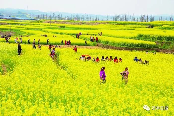 108国道沿线的洋县龙亭观花点,游客在油菜花从中拍摄. 王波 摄