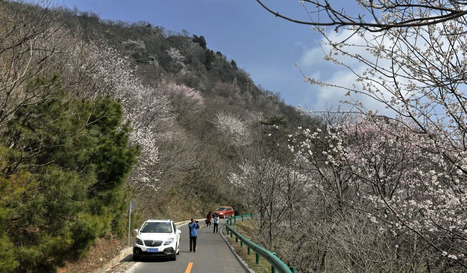 樱花,大洪山,樱花谷,白龙池,灵官