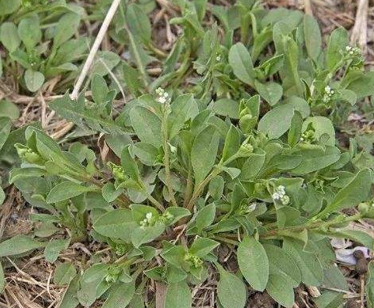 这植物既可食用也能入药,是天然的"减肥菜",农田中随处可见