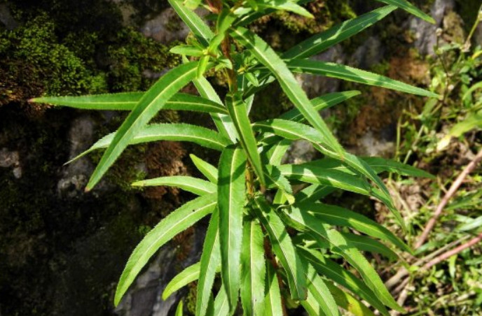 杂草,黄草,草本植物,绿叶,黄鳝