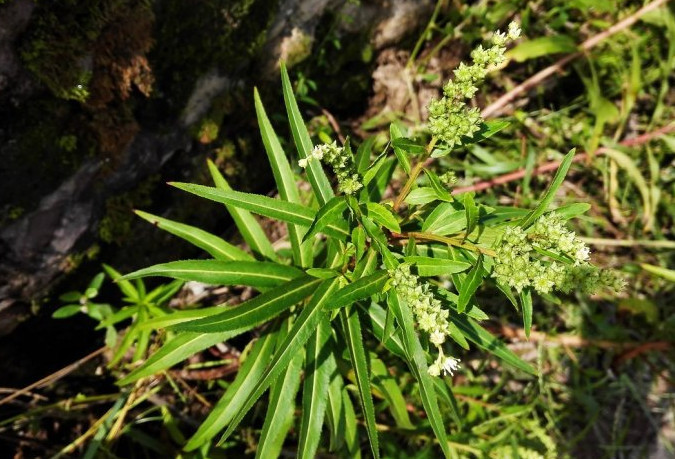 杂草,黄草,草本植物,绿叶,黄鳝