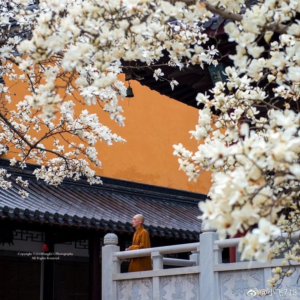 图片来自微博@小飞718 寺庙的墙壁,僧人的袈裟,皆是古朴赤黄色,为满