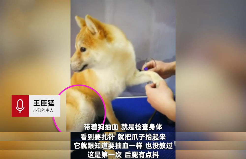 强装镇定!柴犬抽血主动伸腿表情淡定,后腿颤抖逗乐网友